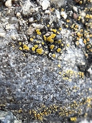 Candelariella aurella