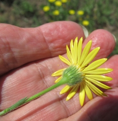 Bradburia pilosa