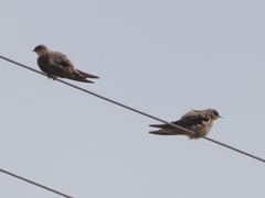 Ptyonoprogne fuligula