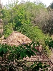 Solanum granulosoleprosum
