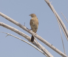 Emberiza impetuani