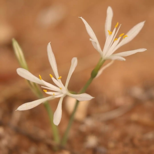 Hannonia hesperidum