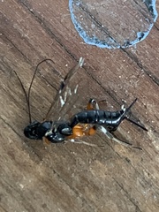 Pimpla