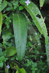Anthurium lancifolium