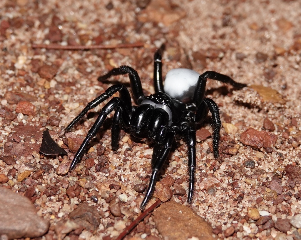 Northern Mouse Spider
