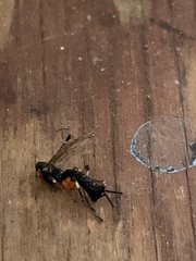 Pimpla