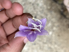 Angiospermae