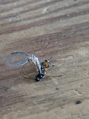 Pimpla