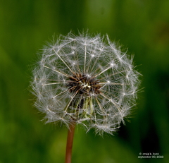 Taraxacum officinale