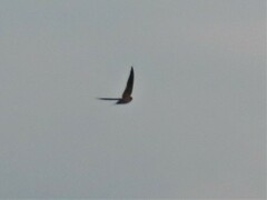 Hirundo rustica