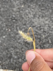 Poaceae