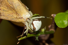 Thomisidae