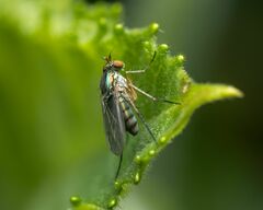 Dolichopus bifractus