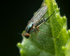 Dolichopus bifractus