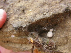 Enoplognatha thoracica