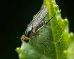 Dolichopus bifractus