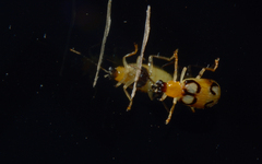 Diabroticina