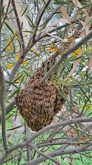 Apis mellifera