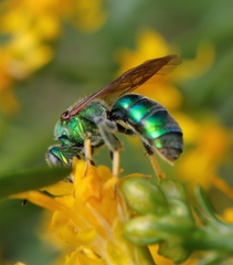 Paraugochloropsis
