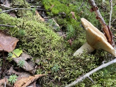 Russula brevipes