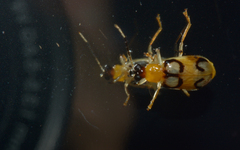 Diabroticina