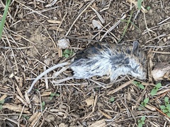 Peromyscus sonoriensis