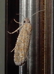 Pelochrista comatulana