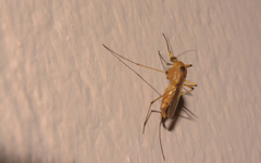 Culicidae