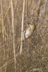 Ploceus melanocephalus