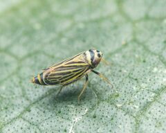 Amblysellus curtisii