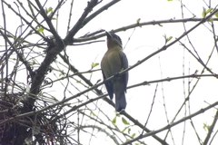 Pachyramphus validus