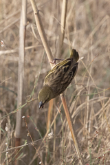 Ploceus melanocephalus