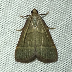 Hypsopygia nostralis
