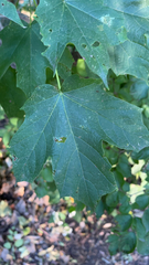 Acer