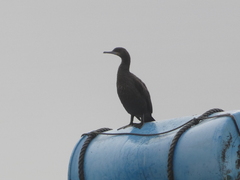 Phalacrocorax capensis