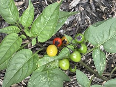 Solanum lycopersicum