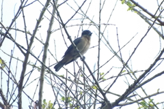 Pachyramphus validus