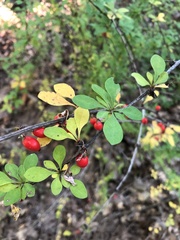 Berberis
