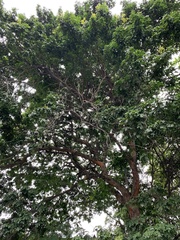 Paubrasilia echinata