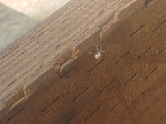Steatoda grossa