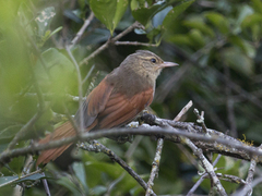 Cranioleuca subcristata