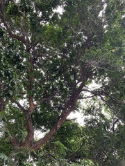 Paubrasilia echinata