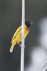 Ploceus melanocephalus