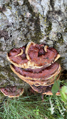 Ganoderma sessile