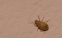 Colaspis