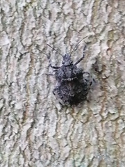 Brochymena quadripustulata