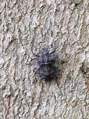 Brochymena quadripustulata
