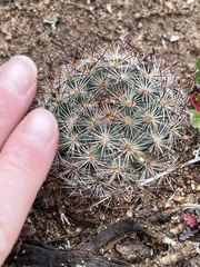 Pediocactus simpsonii