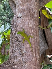 Anolis evermanni