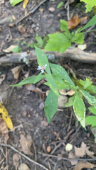 Symphyotrichum lateriflorum